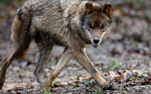 An Iberian wolf (Canis lupus signatus) exercises at Basondo Animal Refuge, in Kortezubi, Spain, December 14, 2024.  REUTERS/Vincent West/File Photo