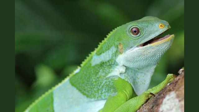 Fiji's iguanas, including the crested species, descend from ancient ocean travelers.