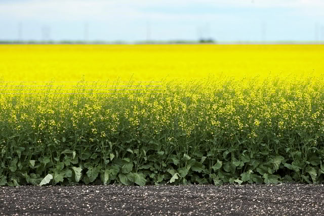 Canola blooms in farm fields near La Salle, Manitoba, Canada, July 28, 2022. REUTERS/Shannon VanRaes/File Photo