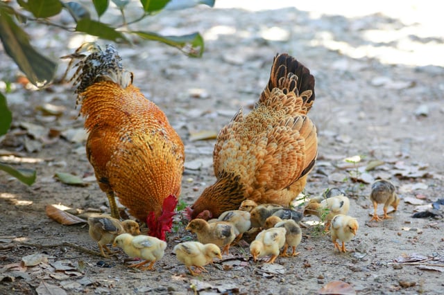 Photo by Quang Nguyen Vinh on Pexels.com