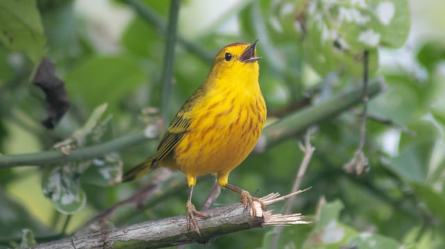 Galápagos yellow warblers