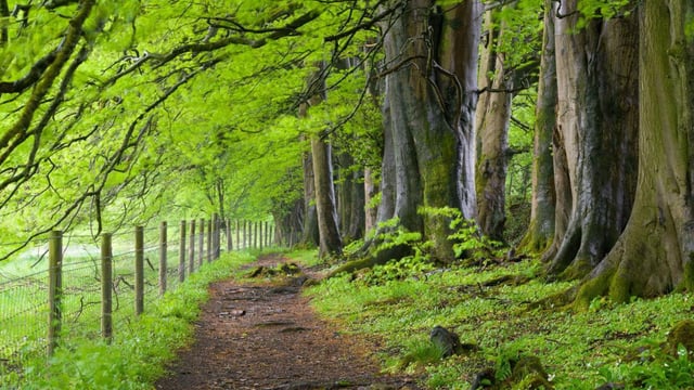 Beech trees in the Mendips could soon be part of a new national forest