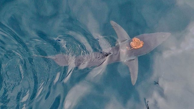 The two species generally don't come into contact with one another.