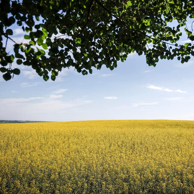 Canola fields are pictured near Cremona, Alta., Monday, July 15, 2024. THE CANADIAN PRESS/Jeff McIntosh