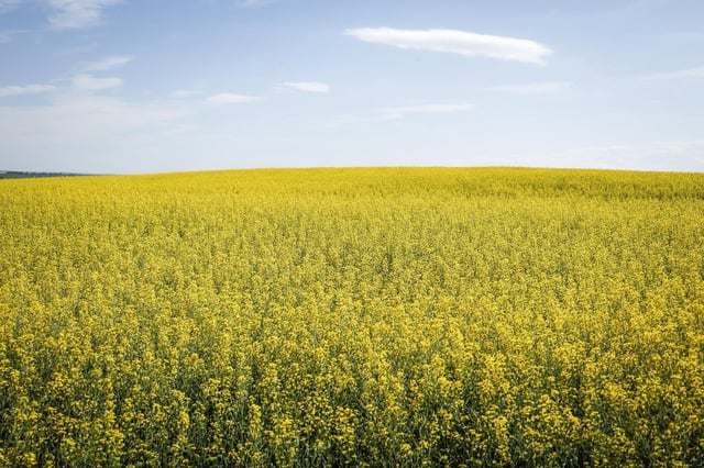 A canola field is seen in this July 2024 file photo.