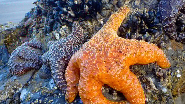 Representative image of a Red Sea Starfish.