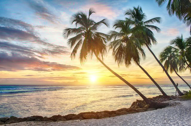 Palm trees on a beach with the sun near the horizon in the background.