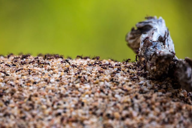The red imported fire ants, Solenopsis invicta. Queensland, Australia.