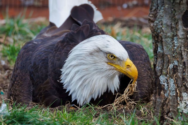 This undated image provided by the World Bird Sanctuary shows Murphy the bald eagle in Valley Park, Mo.  (World Bird Sanctuary via AP)