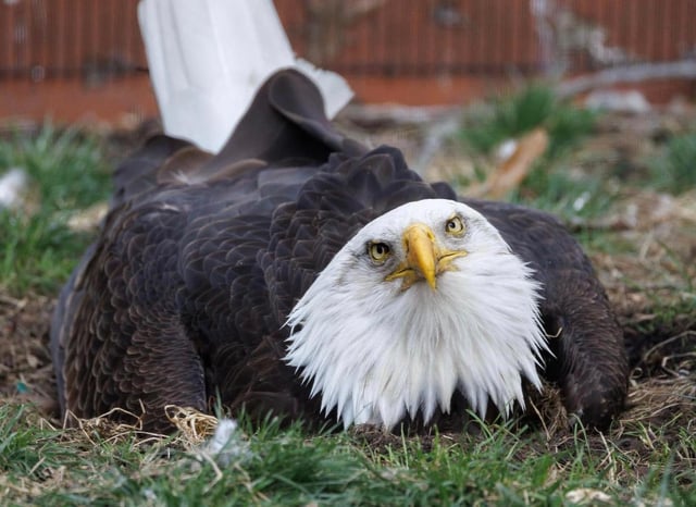 Murphy, a 33-year-old bald eagle who gained attention for fostering injured eaglets, has died following severe storms that swept through Missouri last week.