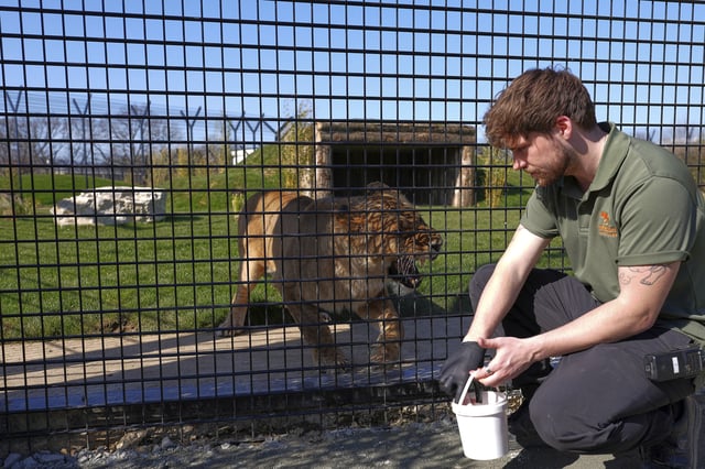 Cameron Whitnall feeds Yuna after lions are rescued from Ukraine and settle into their new forever home at The Big Cat Sanctuary, near Ashford in Kent, England, Thursday, March 20, 2025. (AP Photo/Kirsty Wigglesworth)