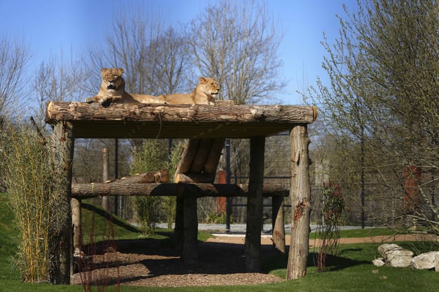 After being rescued from Ukraine, lion sisters Amani and Lira settle into their new forever home at The Big Cat Sanctuary near Ashford in Kent, England, Thursday, March 20, 2025. (AP Photo/Kirsty Wigglesworth)