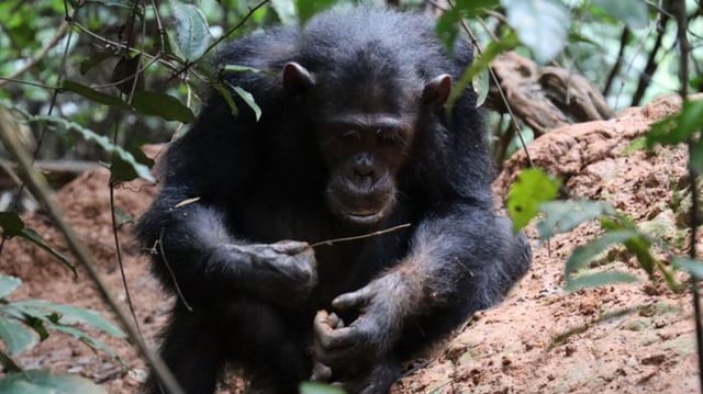 A Gombe chimpanzee using a termite fishing tool to fish termites.