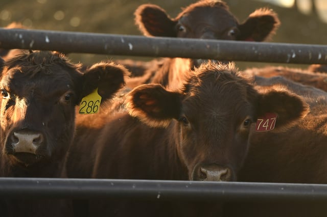 Insert your own cow pun here.