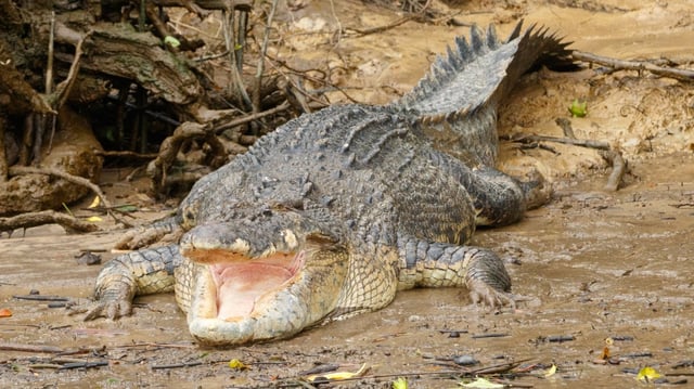 The sight of crocodiles may scare — or motivate — Olympic and Paralympic rowers in 2032