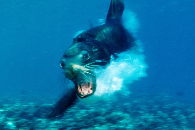 FILE: A Californian sea lion, Zalophus californianus, Mexico, appears off the Sea of Cortez near Baja California. 