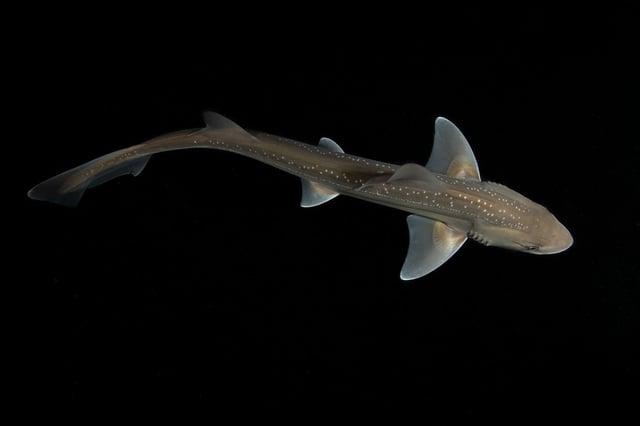 Researchers document a rig shark's vocal capabilities in a University of Auckland experiment conducted between May 2021 and April 2022.