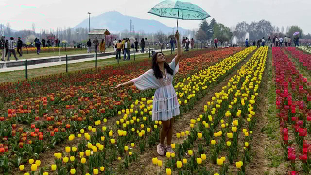 A woman with an umbrella stands among blooming tulips at Asia’s largest tulip garden after its opening, at the foothills of Zabarwan, in Srinagar on Wednesday. 