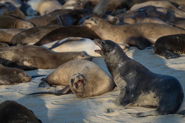 Sea lions and other marine mammals off the California coast are displaying unusual and aggressive behavior, likely linked to a harmful algal bloom, marine researchers say.