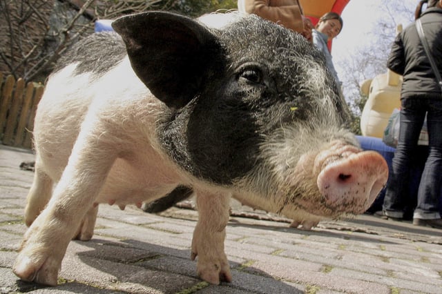 FILE - A miniature pig waits for visitors to feed it at a zoo in Shanghai, China, on Thursday Feb. 15, 2007. (AP Photo/Eugene Hoshiko, File)