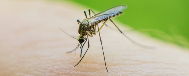 Mosquito.