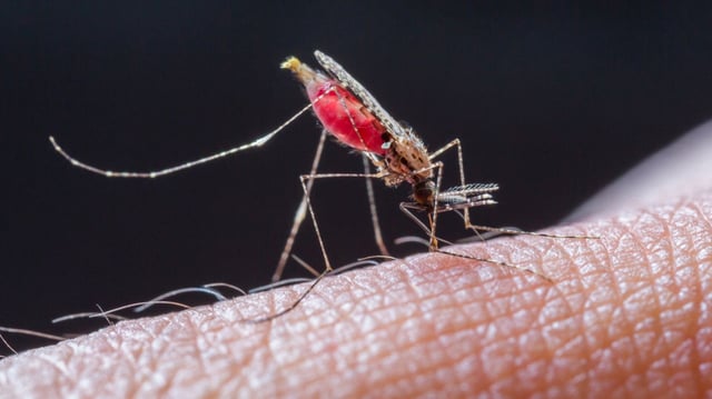 Close up a Mosquito sucking human blood