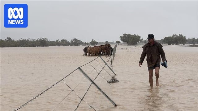 A man walking through muddy floodwaters, fence has fallen over, horses in the middle, trees in the distance. 
