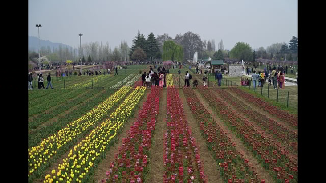 Visitors at Asia's largest tulip in Srinagar on Wednesday. (Waseem Andrabi /HT)