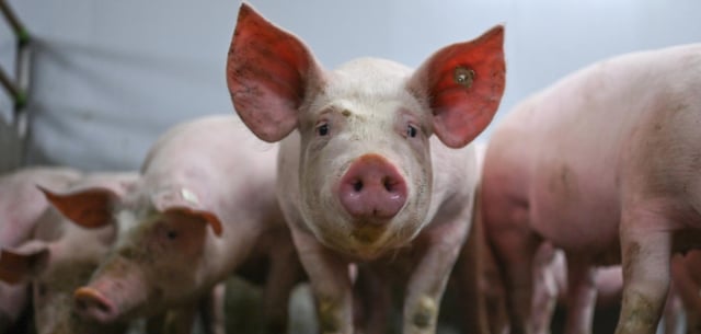 Die Organe von Schweinen sind in der Medizin gefragt (Symbolbild)