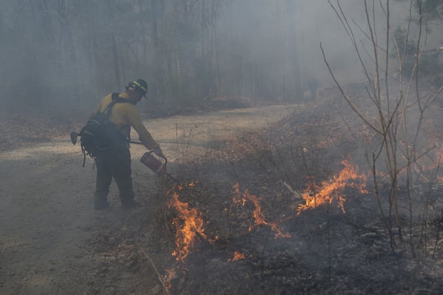 A firefighter lights a protective backburn fire to control the Black Cove Fire Wednesday, March 26, 2025, in Saluda, N.C. (AP Photo/Allison Joyce)