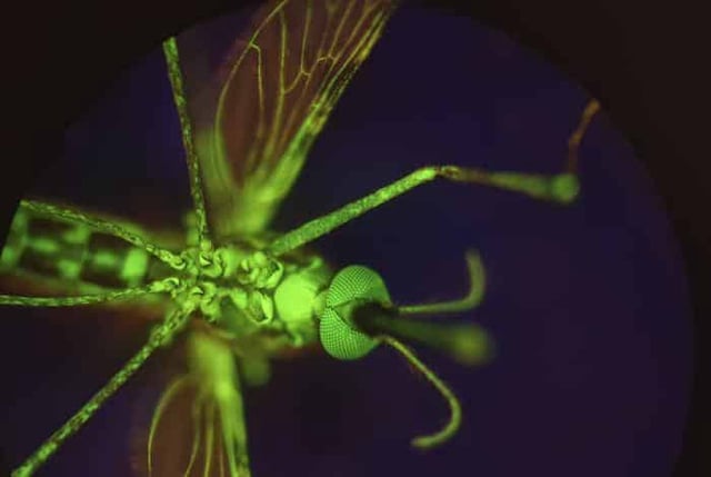 An Anopheles gambiae mosquito that has been fed dye to make her glow. (CREDIT: Provided by Lee R. Haines)