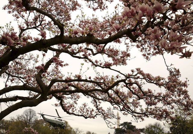 A historic southern magnolia, planted by U.S President Andrew Jackson in 1829, frames United States President Barack Obama&#39;s Marine One helicopter as it departs the South Lawn of the White House for a day trip to Charlotte, North Carolina in Washington April 15, 2015.