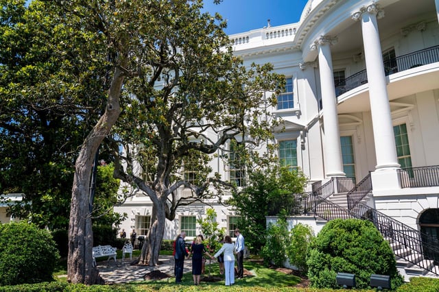 Die Magnolie direkt vor dem Südeingang des Weißen Hauses