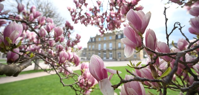 Magnolienbaum in voller Blüte auf dem Stuttgarter Schlossplatz am 1. April 2025