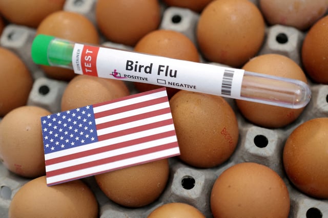 A test tube labelled "Bird Flu", eggs and a piece of paper in the colours of the U.S. national flag are seen in this picture illustration, January 14, 2023. REUTERS/Dado Ruvic/Illustration/File Photo