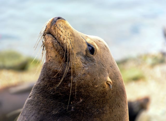  Pseudo-nitzschia algae blooms have sickened California sea lions and other marine animals. 