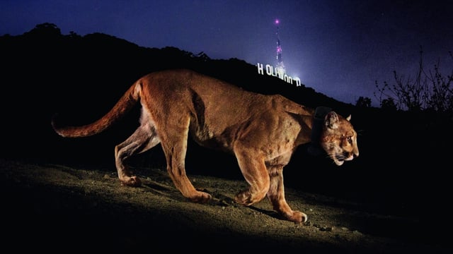 The cougar known as P-22 featured in an award-winning 2021 photograph before dying after a traffic collision