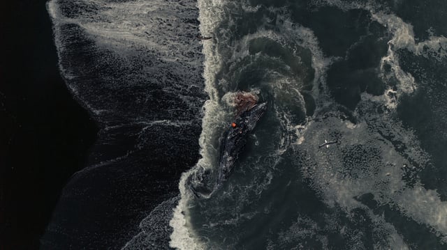 The region’s first dead gray whale of the year, which was spotted on March 29, 2025.