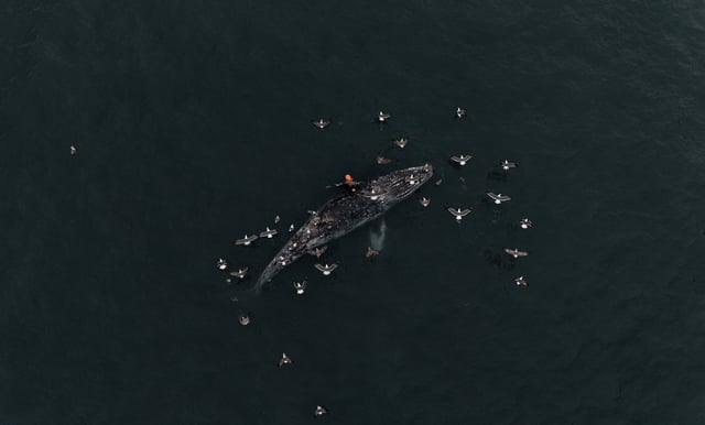 The gray whale was spotted on March 29, 2025.