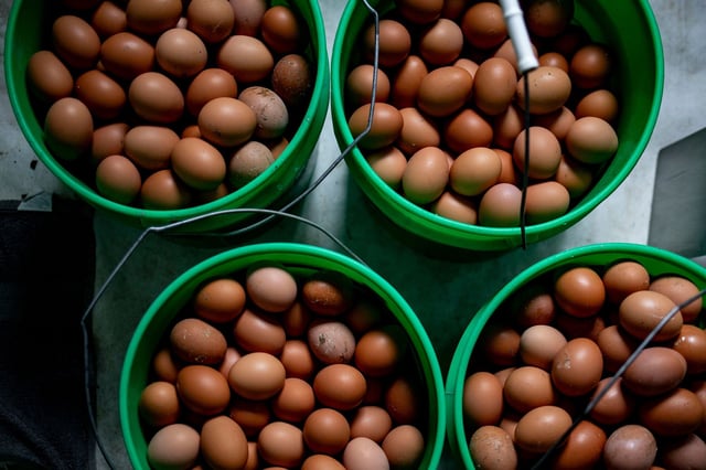 Eggs collected from ISA Brown chickens at an egg farm in Mason, Michigan, US, on Monday, March 3.