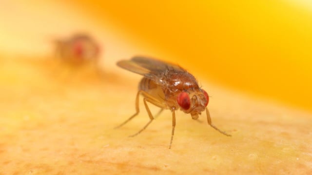 An image of a fruit fly (Drosophila melanogaster).