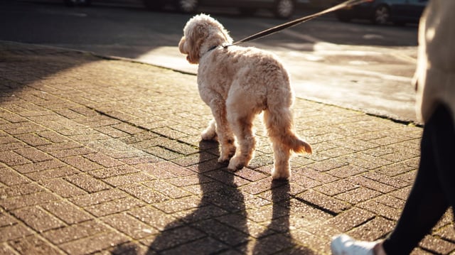 The presence of disruptive animals could damage the fairness of the proceedings, legal officials say