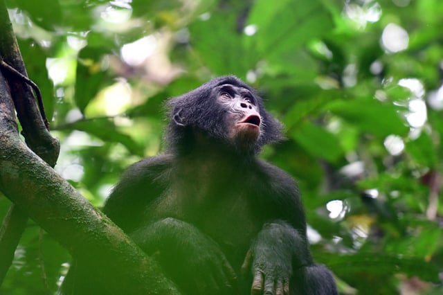 Mia, a young bonobo female from the Fekako community, vocalizing in response to distant group members.