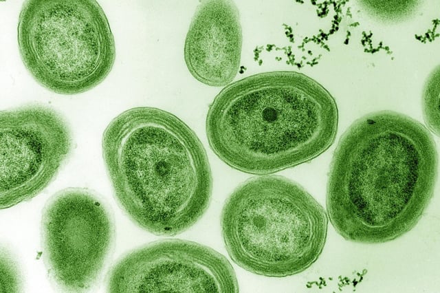 © Luke Thompson from Chisholm Lab and Nikki Watson from Whitehead, MIT, CC0, via Wikimedia Commons