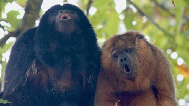 Black and gold howler monkeys (Alouatta caraya) vocalizing