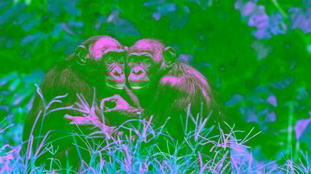 Two bonobos sit facing each other, against a lush, green backdrop.