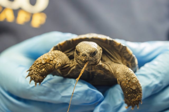 Four tortoises hatched at the Philadelphia Zoo in February. They're growing and thriving, and the zoo will soon enlist the public's help to name them.
