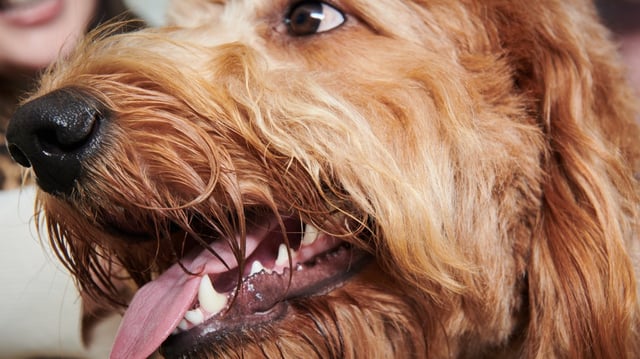 Close-up studio portrait of a Goldendoodle.