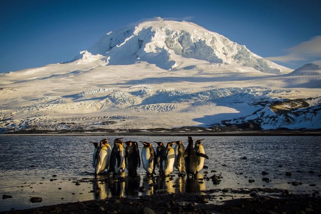 A handout photo taken on November 21, 2012 and released on October 8, 2024 by the Australian Antarctic Division shows a waddle of King penguins standing on the shores of Corinthian Bay in the Australian territory of Heard Island in the Southern Ocean. (Photo by Matt CURNOCK / AUSTRALIAN ANTARCTIC DIVISION / AFP)