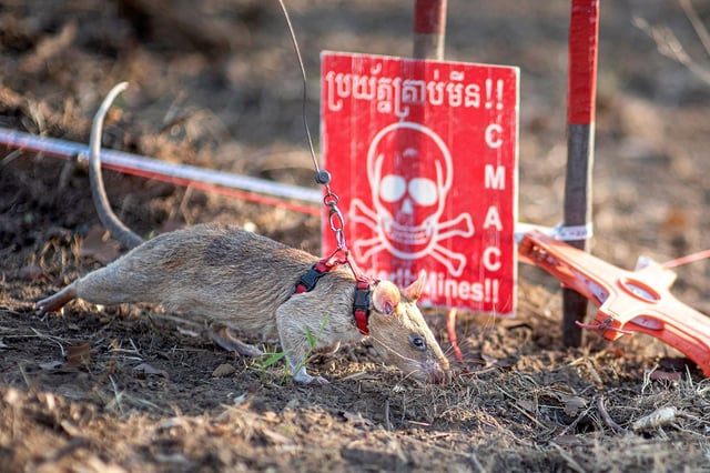 This handout photo taken on February 23, 2022 and released by Belgian charity APOPO on April 4, 2025 shows a rat named Ronin sniffing for landmines in a mine field in Preah Vihear province. A landmine-hunting rat in Cambodia has set a new world record by sniffing out more than 100 mines and pieces of unexploded ordnance, a charity said April 4, 2025.